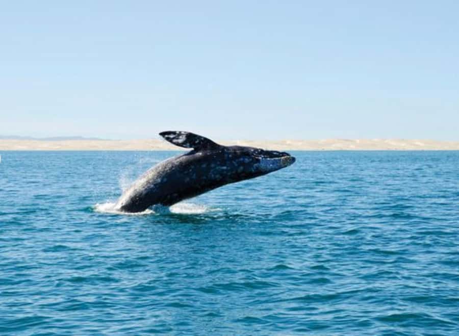 San Diego: Whale and Dolphin Watching Cruise - Key points to know before you book