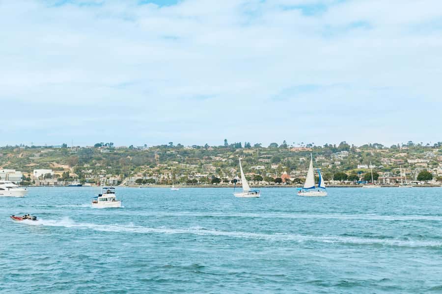 San Diego: Whale and Dolphin Watching Cruise - Who will enjoy this cruise most?