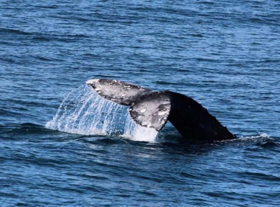 San Diego: Whale and Dolphin Watching Cruise - Summer blue whales and other large species
