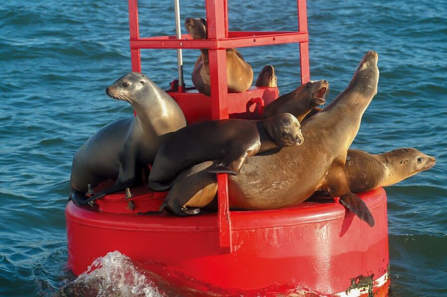 San Diego: Whale and Dolphin Watching Cruise - Dolphins often make the trip