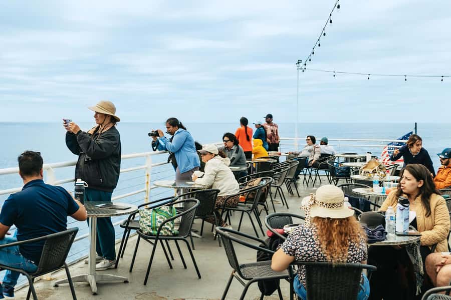San Diego: Whale and Dolphin Watching Cruise - Sea lions, sunfish, and seabirds