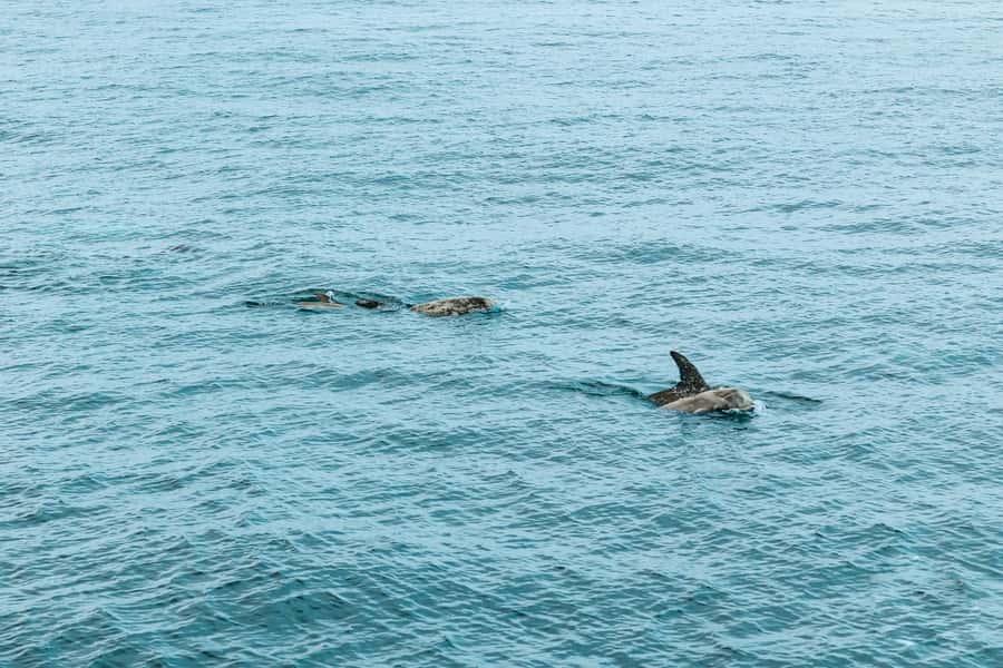 San Diego: Whale and Dolphin Watching Cruise - What four hours feels like on the boat