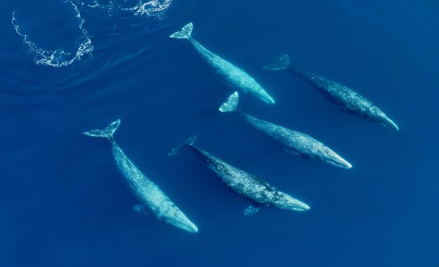 San Diego: Whale and Dolphin Watching Speedboat Tour - Why the six-person Zodiac changes the experience