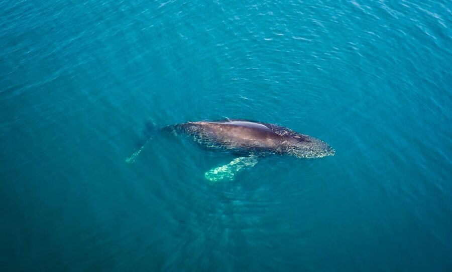 San Diego: Whale and Dolphin Watching Speedboat Tour - What you might see by season