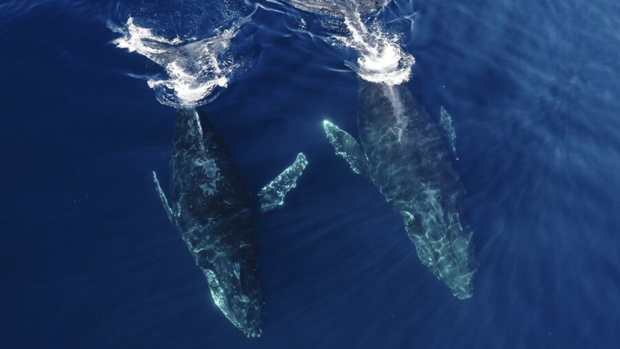 San Diego: Whale and Dolphin Watching Speedboat Tour - How close is close on a wildlife tour?