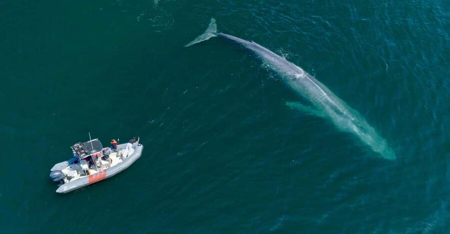 San Diego: Whale and Dolphin Watching Speedboat Tour - The value of a $188 ticket