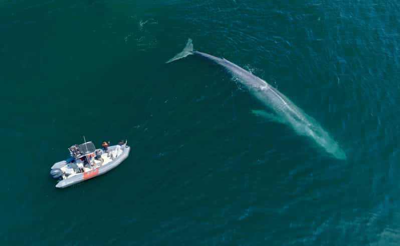 San Diego: Whale and Dolphin Watching Speedboat Tour - Who should book this speedboat tour?