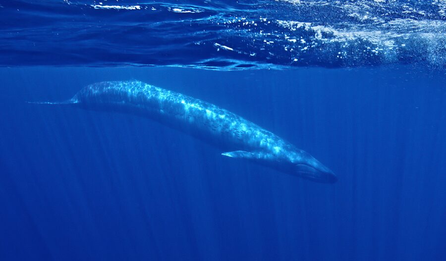 San Diego: Whale and Dolphin Watching Speedboat Tour - What to pack for the Pacific
