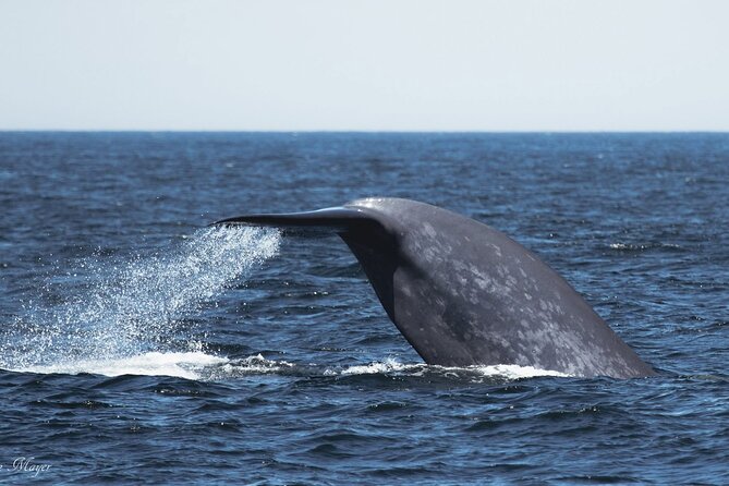 San Diego Whale/Dolphin Watching Cruise Aboard Luxury Vessel - What Peregrine feels like onboard