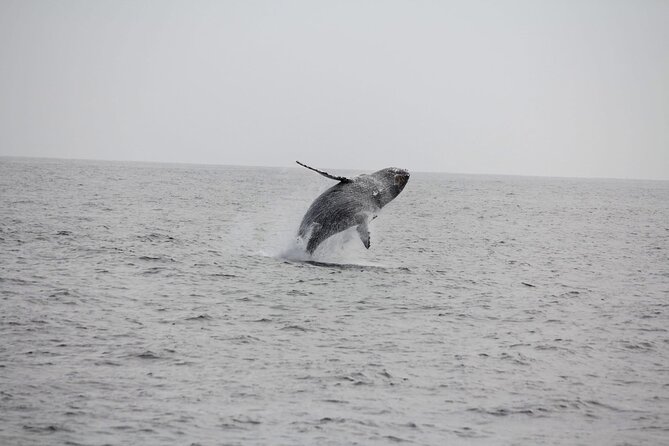 San Diego Whale/Dolphin Watching Cruise Aboard Luxury Vessel - Dolphins can steal the show