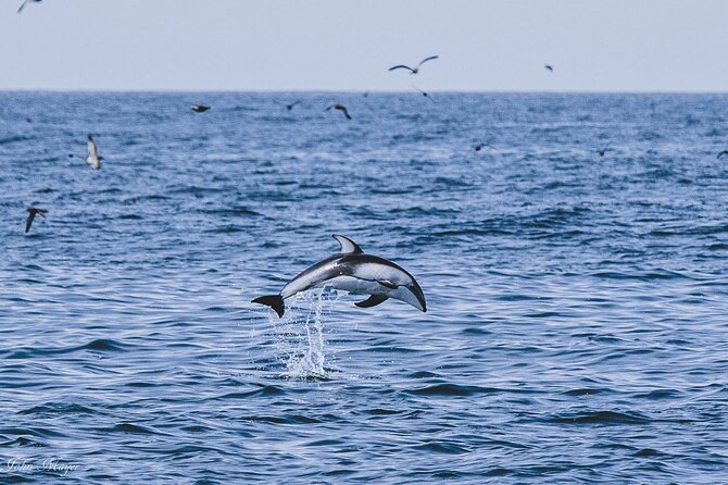 San Diego Whale/Dolphin Watching Cruise Aboard Luxury Vessel - Who will enjoy this cruise most?