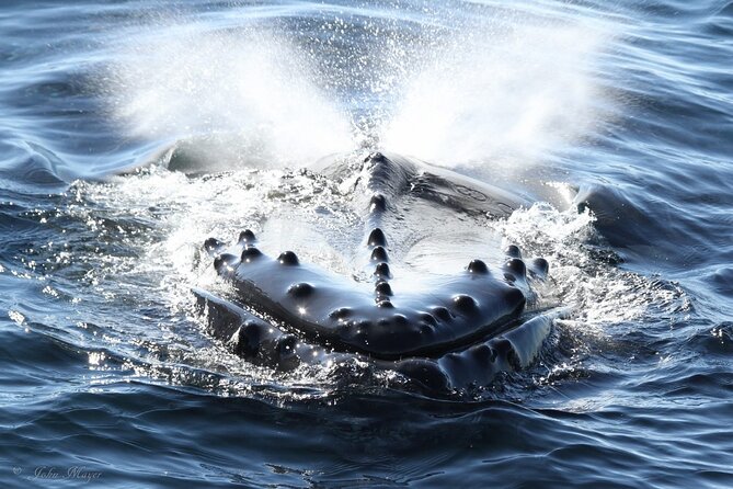 San Diego Whale/Dolphin Watching Cruise Aboard Luxury Vessel - The search for whales off San Diego