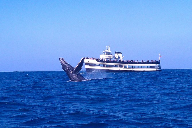 San Diego Whale Watching Cruise - Key points at a glance