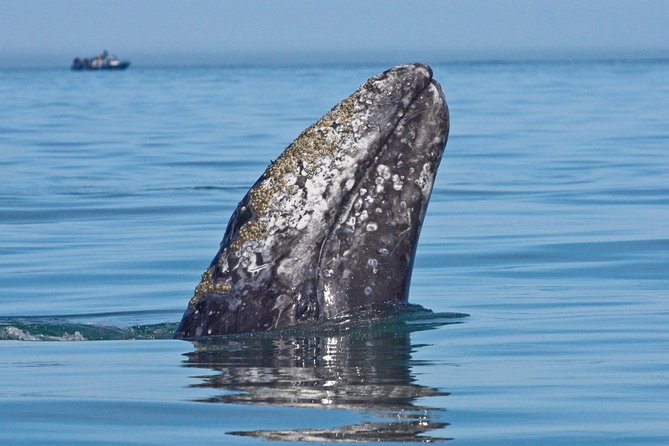 San Diego Whale Watching Cruise - Leaving from 990 North Harbor Drive