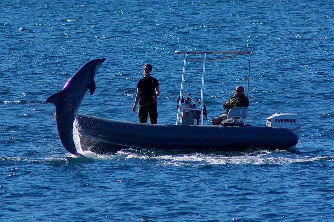San Diego Whale Watching Cruise - The guides make the waiting worthwhile