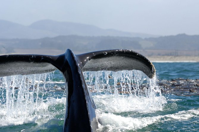 San Diego Whale Watching Cruise - Staying warm and steady on the Pacific