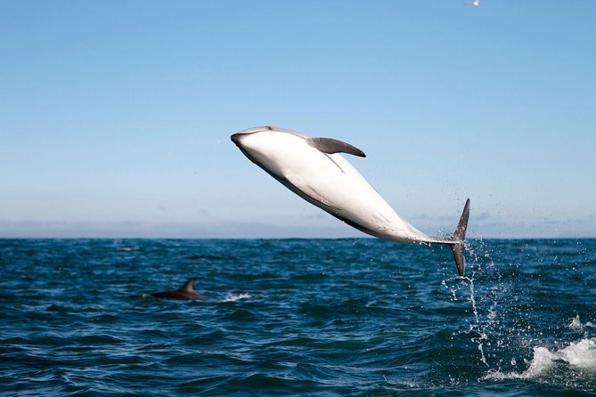San Diego Whale Watching Cruise - Is $54 a fair price?