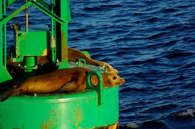 San Diego Whale Watching Cruise - Who should book this cruise?