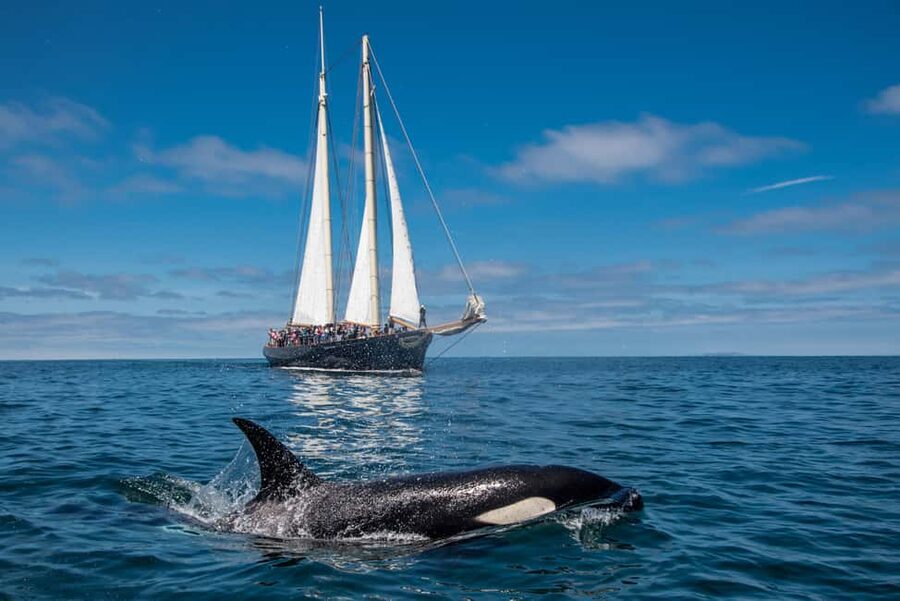 San Diego: Whale Watching Cruise on the Yacht America - Four hours of searching San Diego waters
