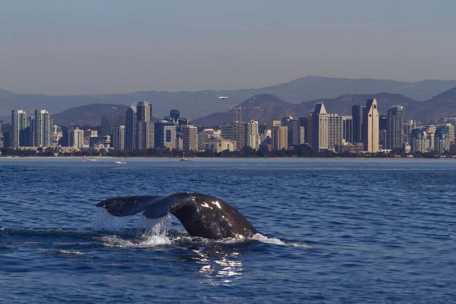 San Diego: Whale Watching Cruise on the Yacht America - What the yacht America feels like underway