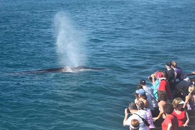 San Diego: Whale Watching Cruise - Marine biology narration that adds meaning