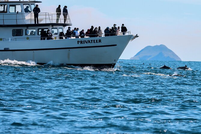 San Diego Whale Watching & Dolphin Cruise - San Diego Whale Watching at a Glance