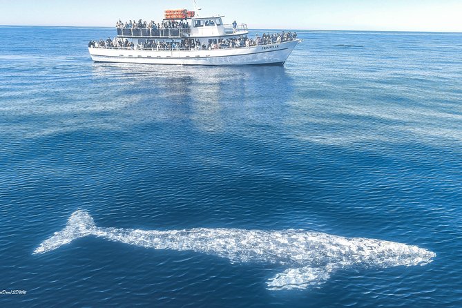San Diego Whale Watching & Dolphin Cruise - From Quivira Road to the Pacific