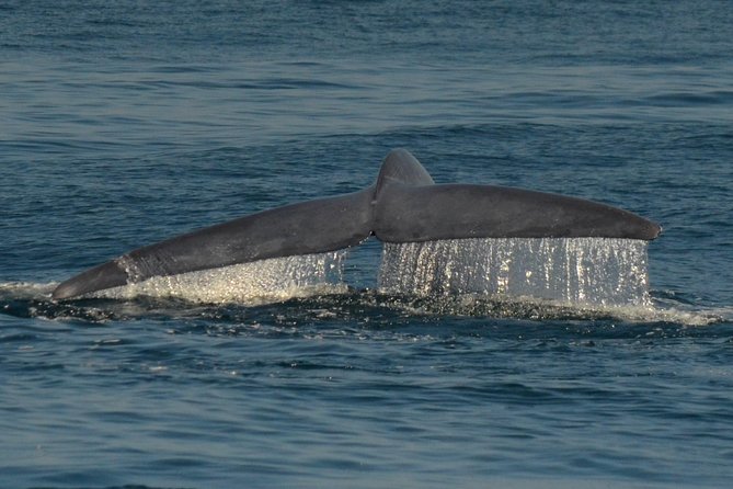 San Diego Whale Watching & Dolphin Cruise - Sunset Cliffs and the Shoreline Show