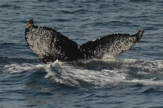 San Diego Whale Watching & Dolphin Cruise - Is $71 a Fair Price?