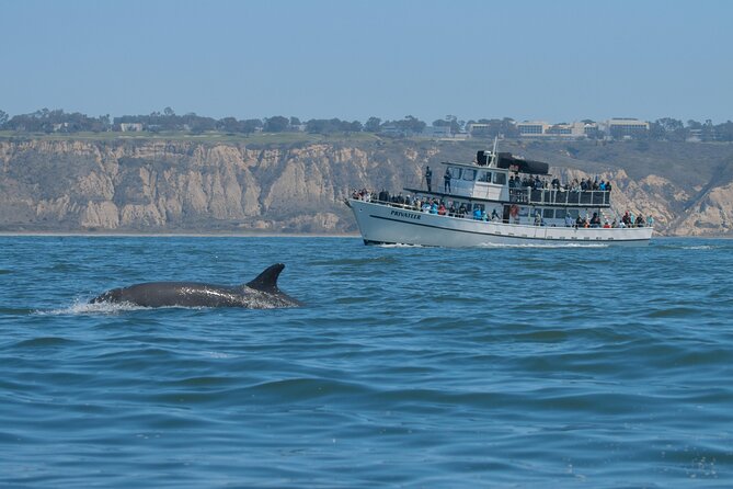 San Diego Whale Watching & Dolphin Cruise - Who Will Enjoy This Cruise Most?