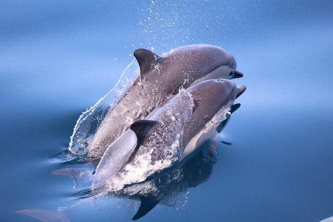 San Diego Whale Watching & Dolphin Cruise - Searching the Open Pacific for Whales