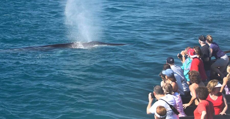 San Diego: Whale Watching Tour - Flagship Cruises & Events - Key points at a glance