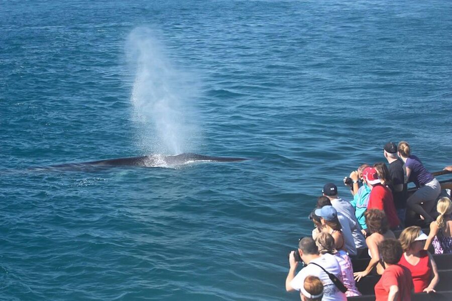 San Diego: Whale Watching Tour - Flagship Cruises & Events - Leaving San Diego Bay for the Pacific