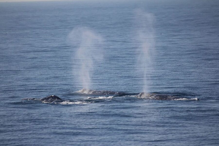 San Diego: Whale Watching Tour - Flagship Cruises & Events - Gray whales, dolphins, and sea lions