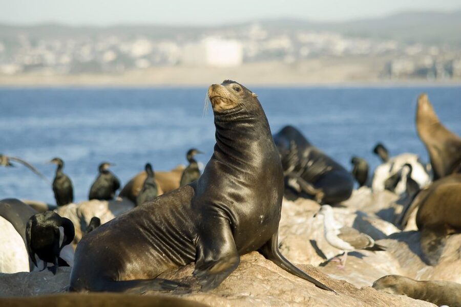 San Diego: Whale Watching Tour - Flagship Cruises & Events - Choosing your place on the yacht