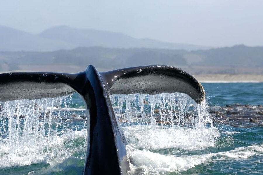 San Diego: Whale Watching Tour - Flagship Cruises & Events - Staying comfortable for 210 minutes