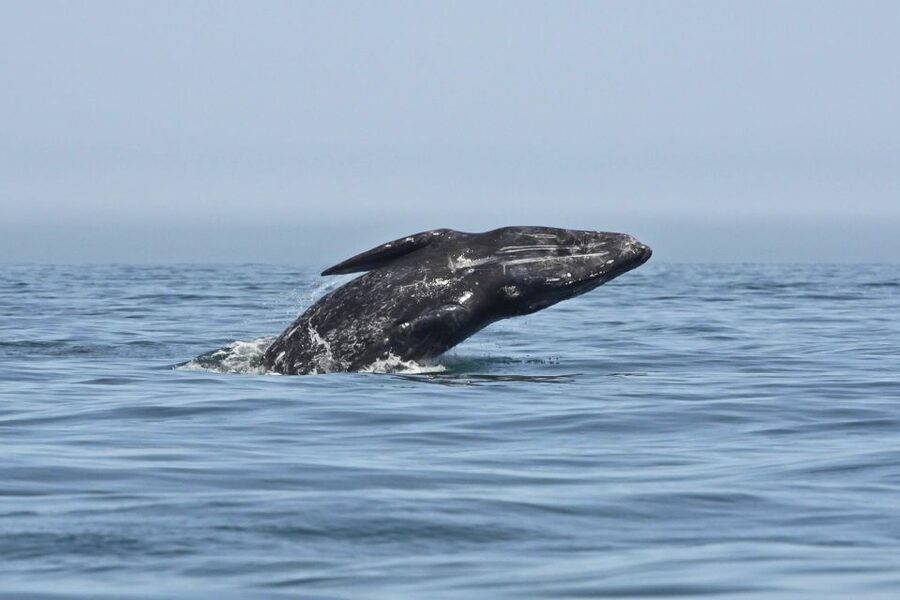 San Diego: Whale Watching Tour - Flagship Cruises & Events - Is $54 a fair price?