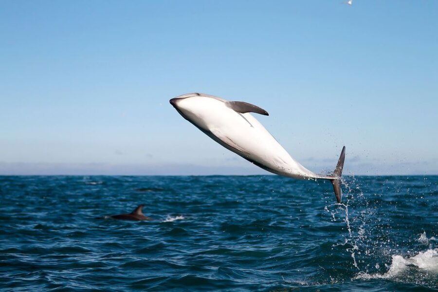 San Diego: Whale Watching Tour - Flagship Cruises & Events - Following the whale migration route