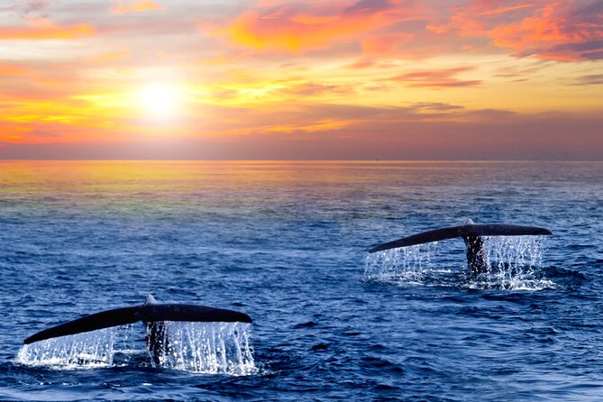 San Jose del Cabo Small-Group Sunrise Whale Watching - Key points to know before booking