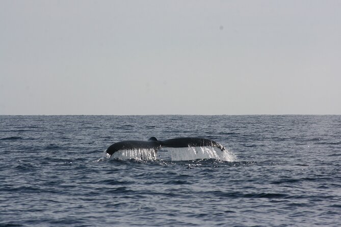 San Jose del Cabo Small-Group Sunrise Whale Watching - Guides who make the sightings more meaningful