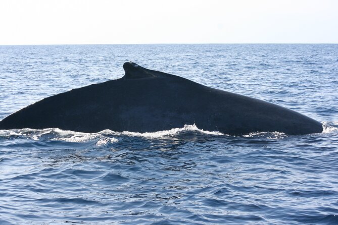 San Jose del Cabo Small-Group Sunrise Whale Watching - Is $99 a fair price?