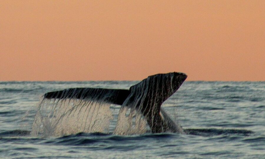 San Jose del Cabo Sunset Whale Watching - Who should book this experience