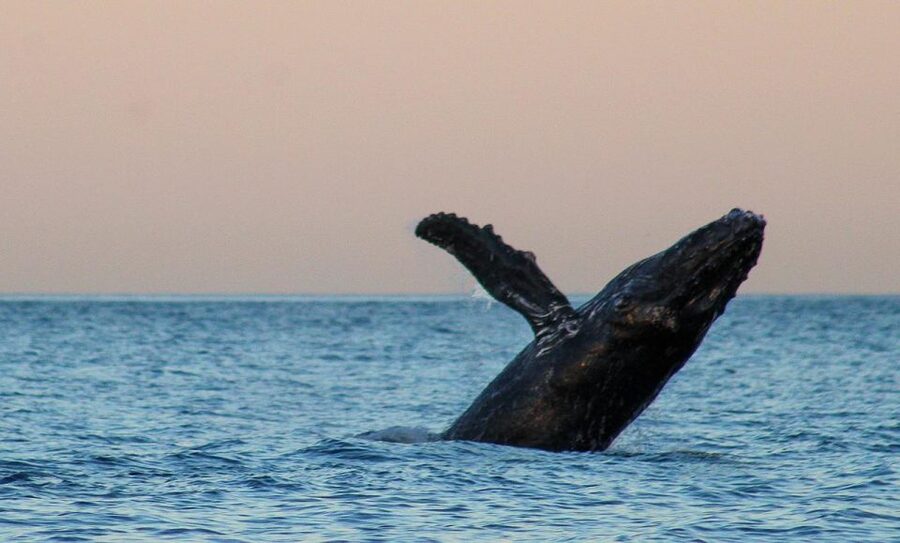 San Jose del Cabo Sunset Whale Watching - What the two-hour outing feels like