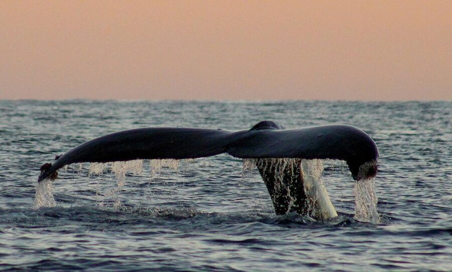 San Jose del Cabo Sunset Whale Watching - Hearing whales with the hydrophone