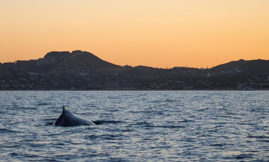 San Jose del Cabo Sunset Whale Watching - Humpback and gray whales from December 15 through April 30