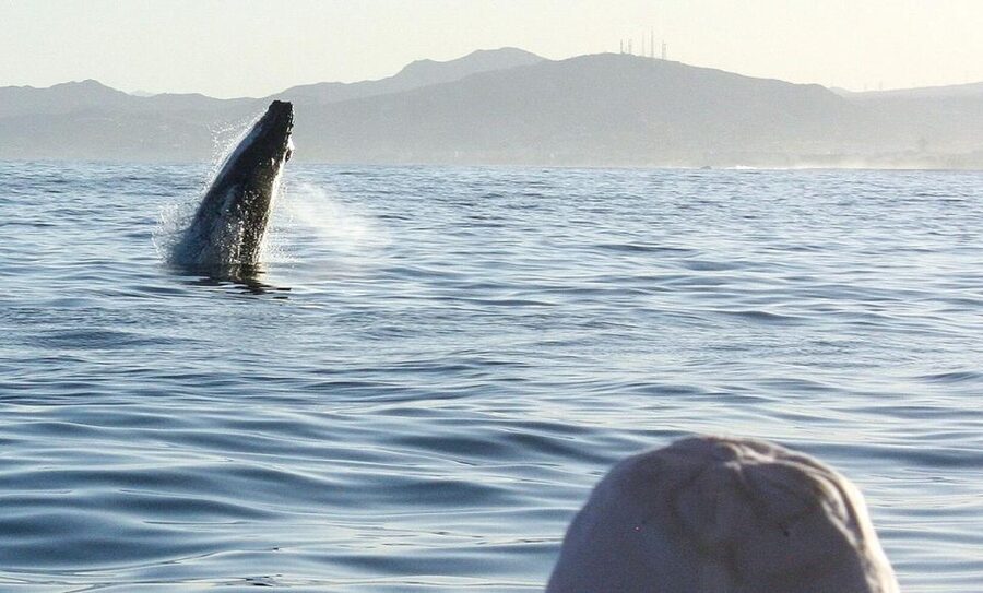 San Jose del Cabo Sunset Whale Watching - The value of $100 per person