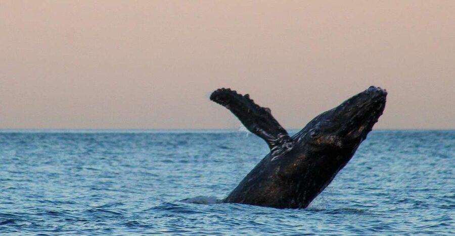 San Jose del Cabo Sunset Whale Watching - What the itinerary gives you, step by step