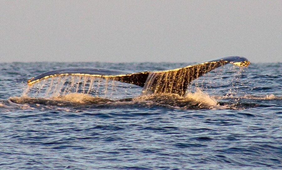 San Jose del Cabo Sunset Whale Watching - Meeting at Callejon Pez Sierra 5