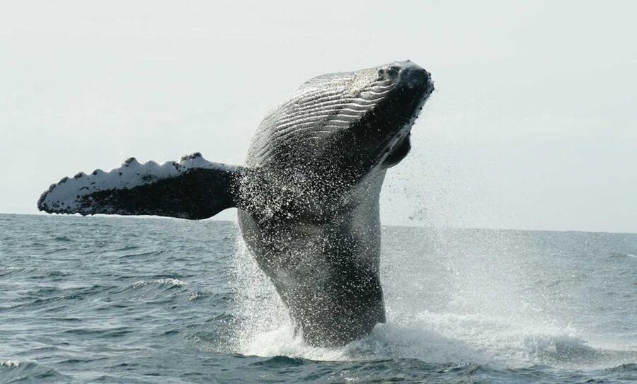 San Jose del Cabo Whale Watching - A quieter whale watch from Marina Puerto Los Cabos