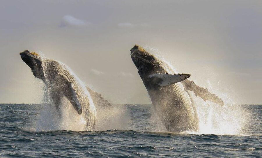 San Jose del Cabo Whale Watching - What the two-hour boat trip is really like